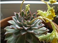 echeveria